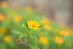 花畑