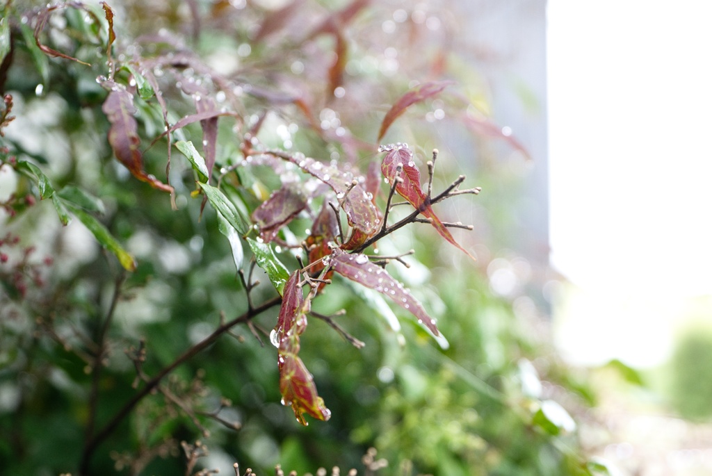 雨上がり