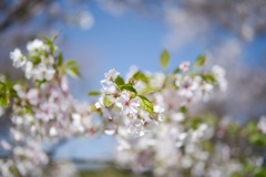 桜