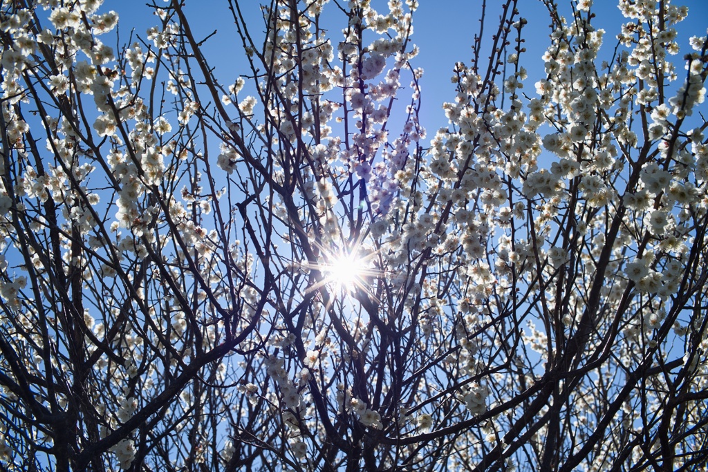 梅の木