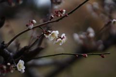 寒梅