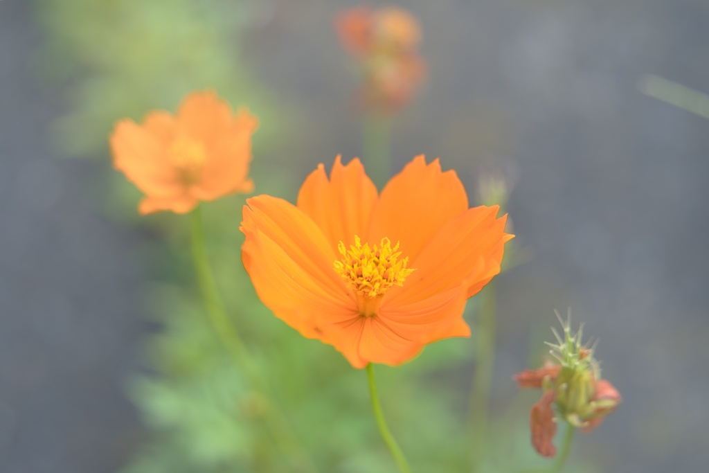 キバナコスモス