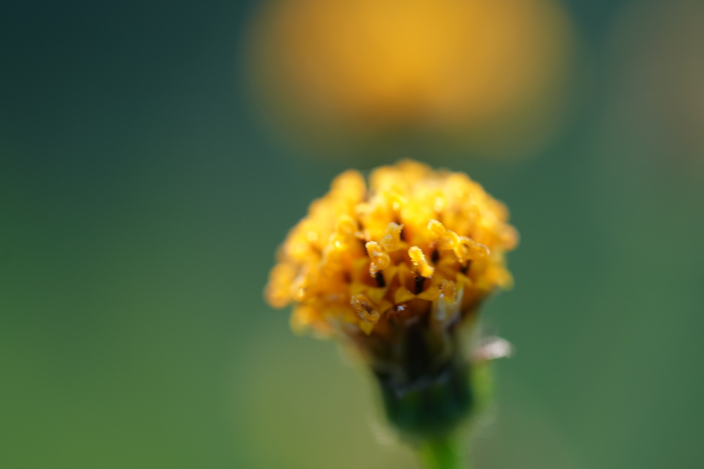 コセンダングサ−２