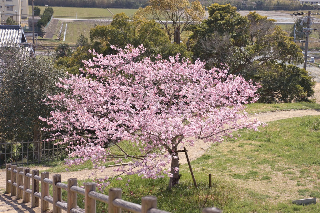 サクラ−１６