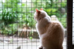 猫−４