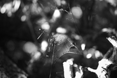 蜘蛛の巣