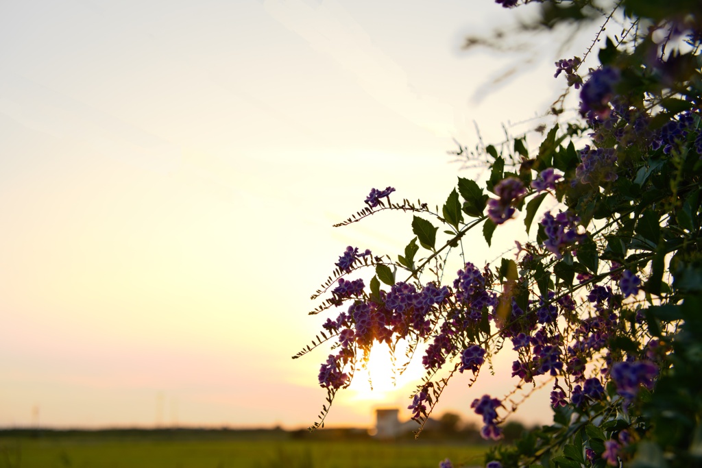 夕刻