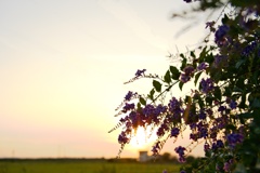 夕刻