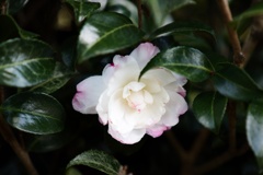 茶梅−２