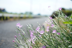 道端の花