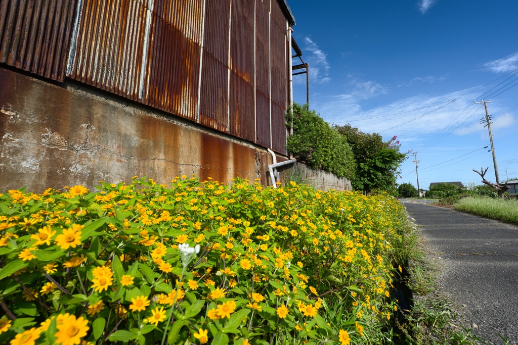 yellow