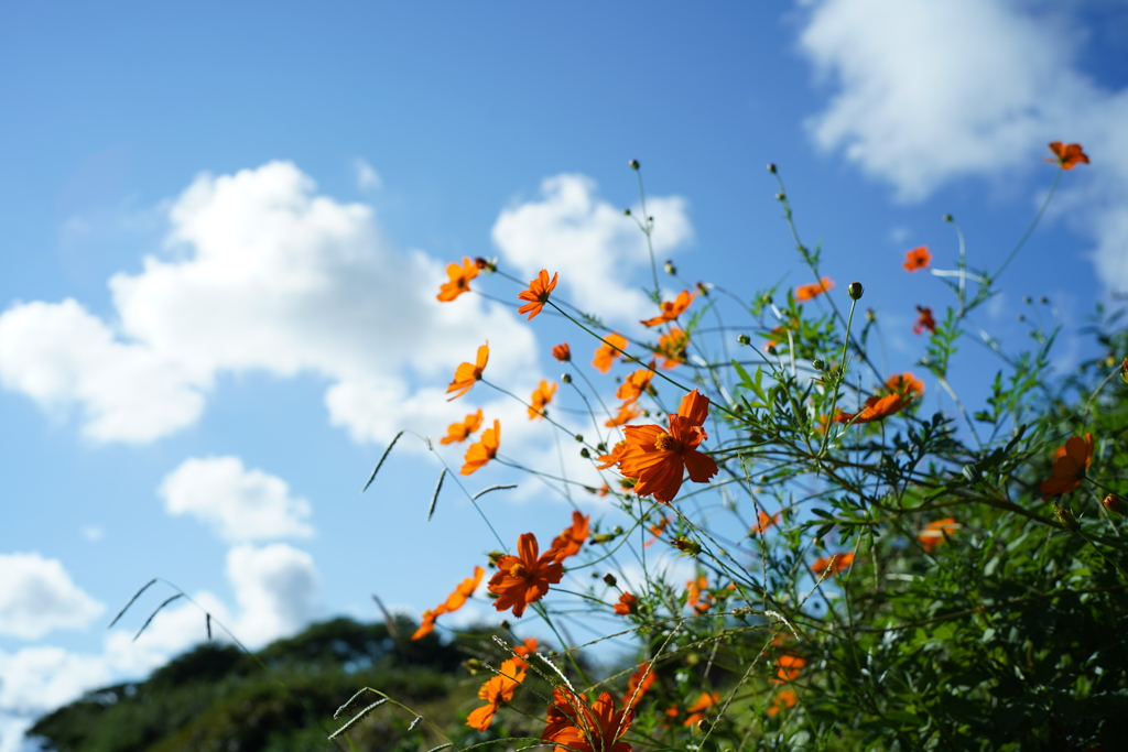 キバナコスモス−２