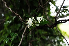 蔓の花
