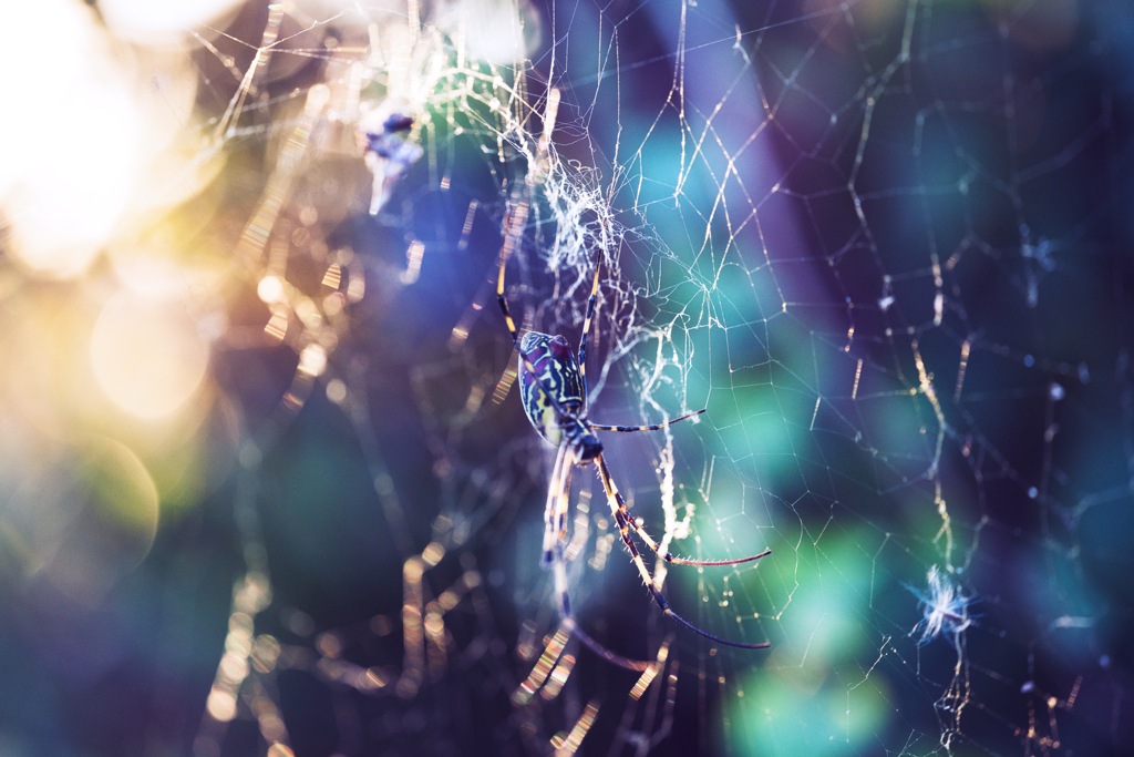 蜘蛛の糸