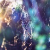 蜘蛛の糸