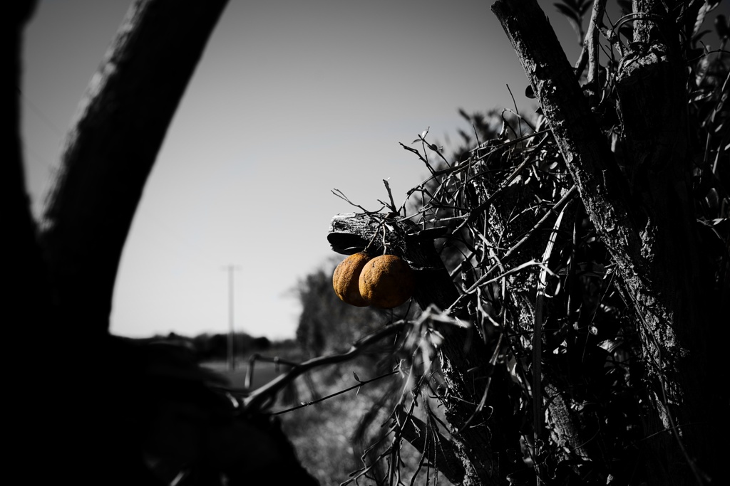 Orange