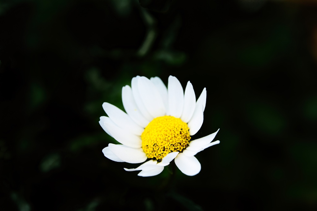 マーガレット