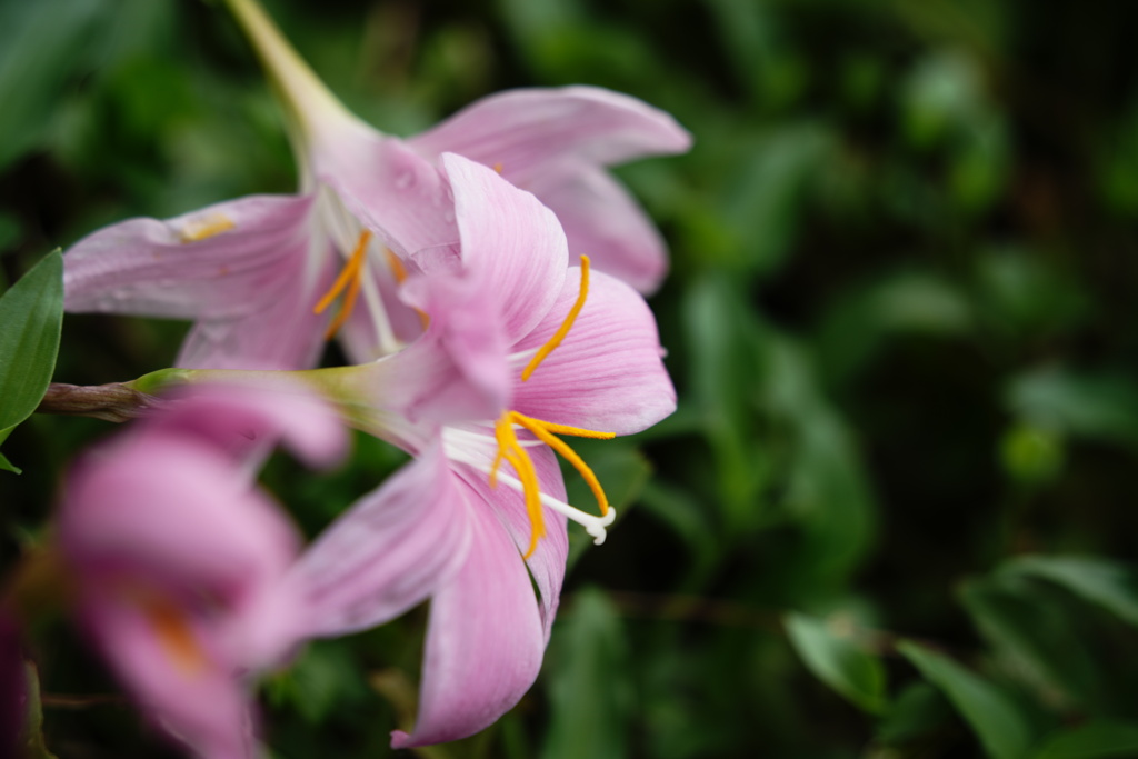 散歩道の花ー３