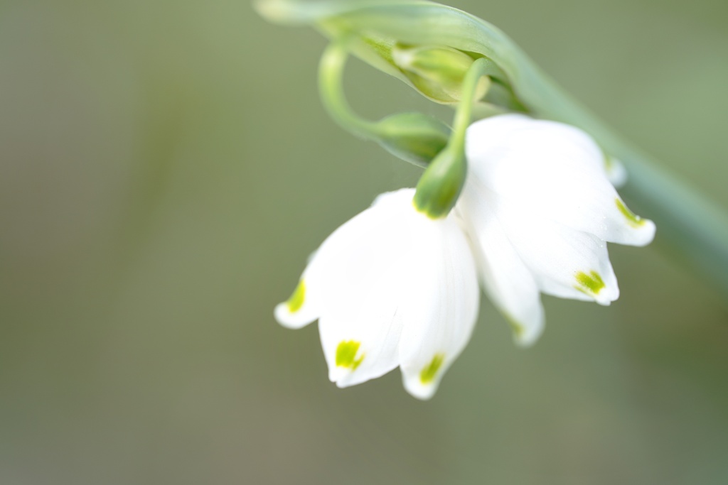 スノーフレーク