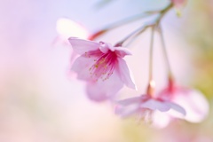 桜−１