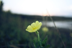 マツヨイグサ