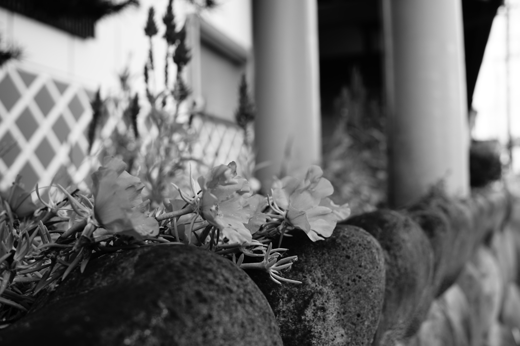 花壇
