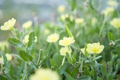 マツヨイグサ