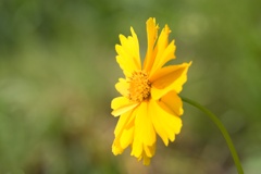 凛として・・・