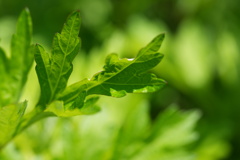 green