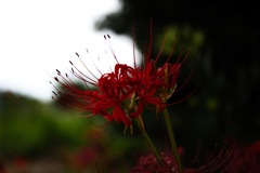 彼岸花−１