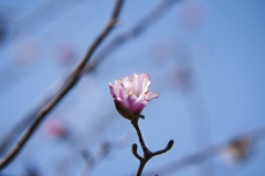 花咲く頃