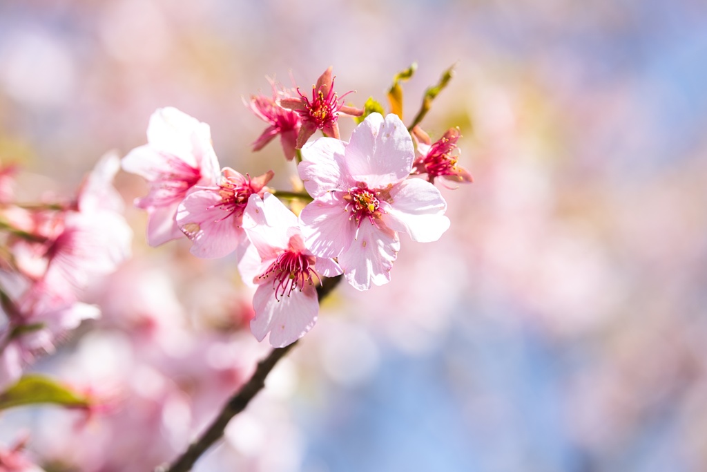 桜−２