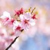 桜−２