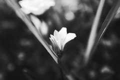 華