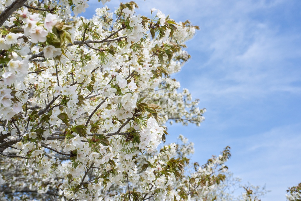 山桜