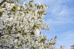 山桜