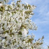 山桜