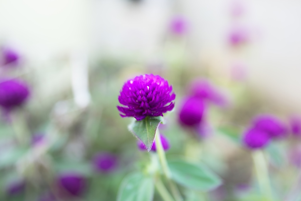 センニチソウ−１