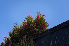 山茶花