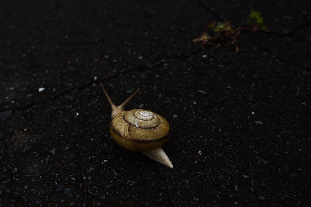 でんでん虫