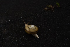 でんでん虫