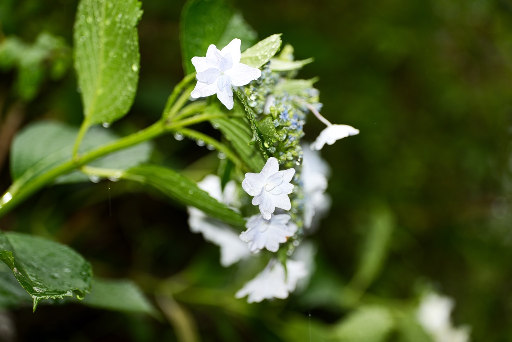紫陽花−２
