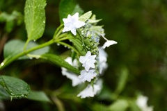 紫陽花−２