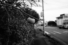 Kaki
