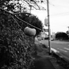 Kaki