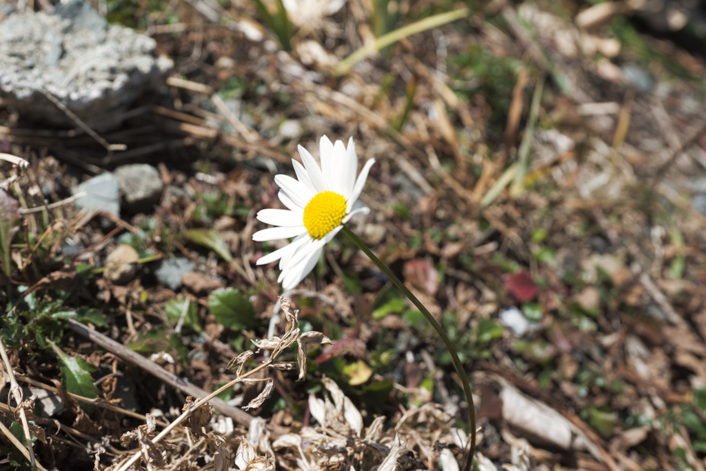 野に咲く花一輪
