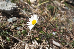野に咲く花一輪