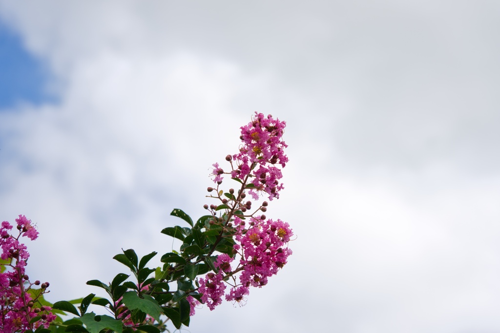 百日紅