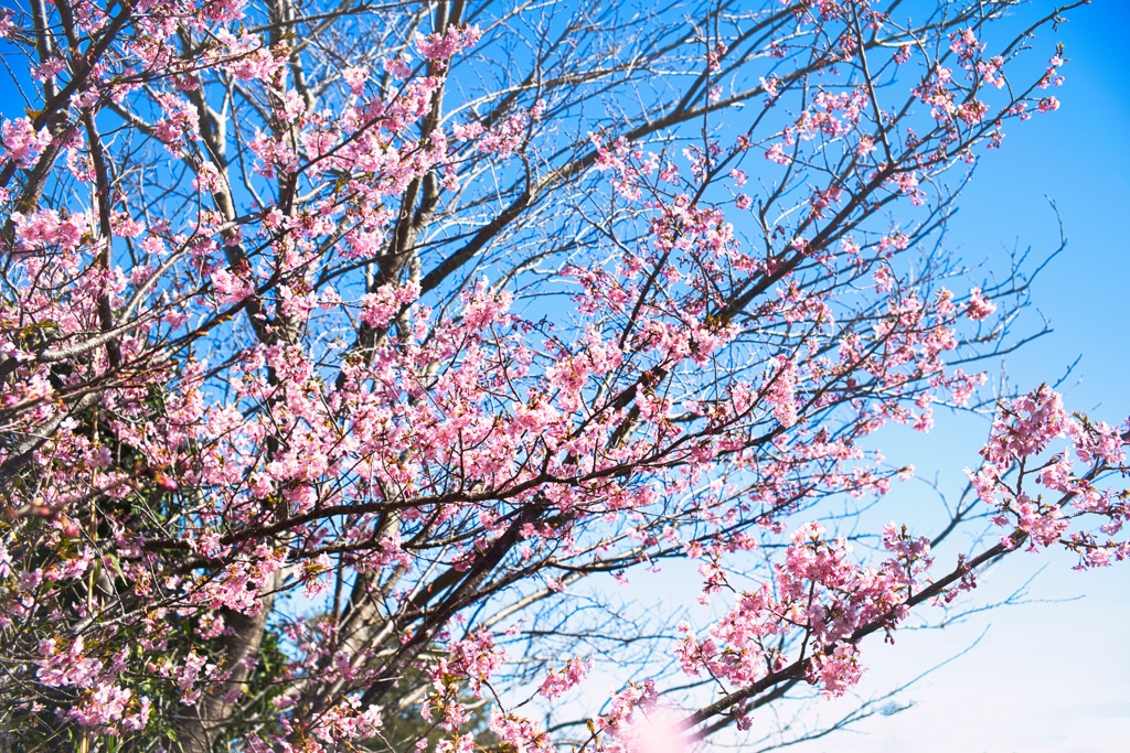 桜