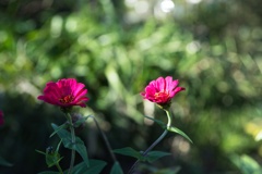 百日草−１